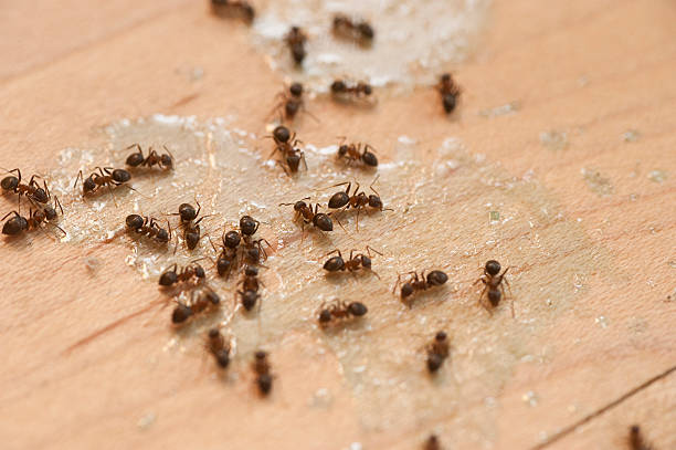 Best Flea Control Services  in Cherry Grove, OH